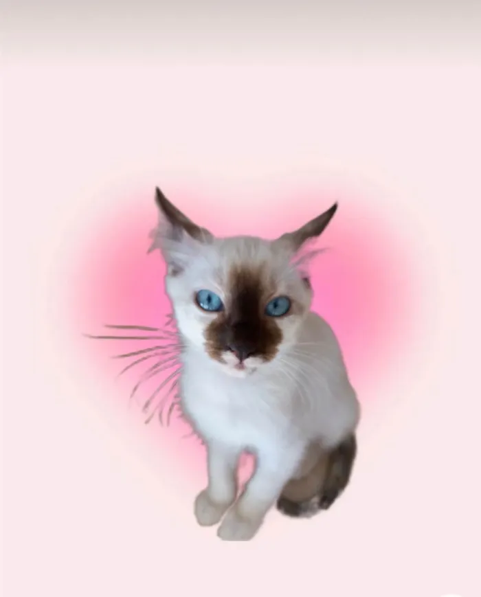 Gato ra a SRD-ViraLata idade 2 a 6 meses nome Mikki bb2meses 