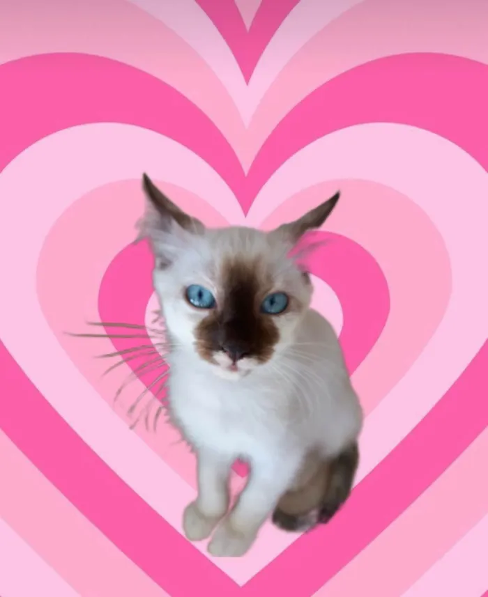 Gato ra a SRD-ViraLata idade 2 a 6 meses nome Mikki bb2meses 