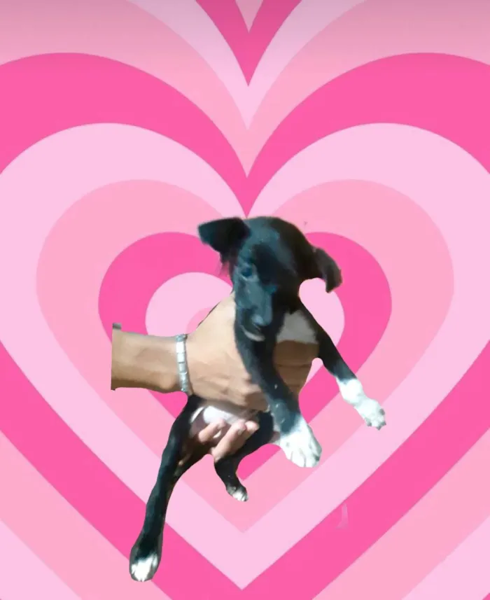 Cachorro ra a SRD-ViraLata idade 2 a 6 meses nome Paris bb3meses porteP 
