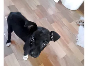 Cachorro raça SRD-ViraLata idade 2 a 6 meses nome Paris bb3meses porteP 