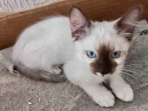 Gato raça SRD-ViraLata idade 2 a 6 meses nome Mikki bb2meses 