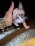Chico e Bento