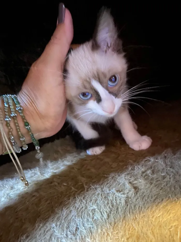 Gato ra a  idade 2 a 6 meses nome Chico e Bento