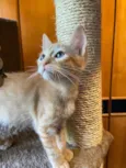 Chico e Bento