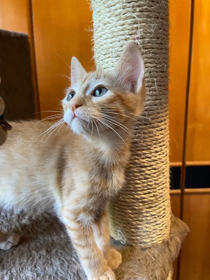 Gato ra a  idade 2 a 6 meses nome Chico e Bento