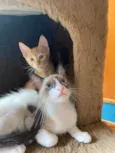 Chico e Bento