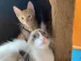 Chico e Bento