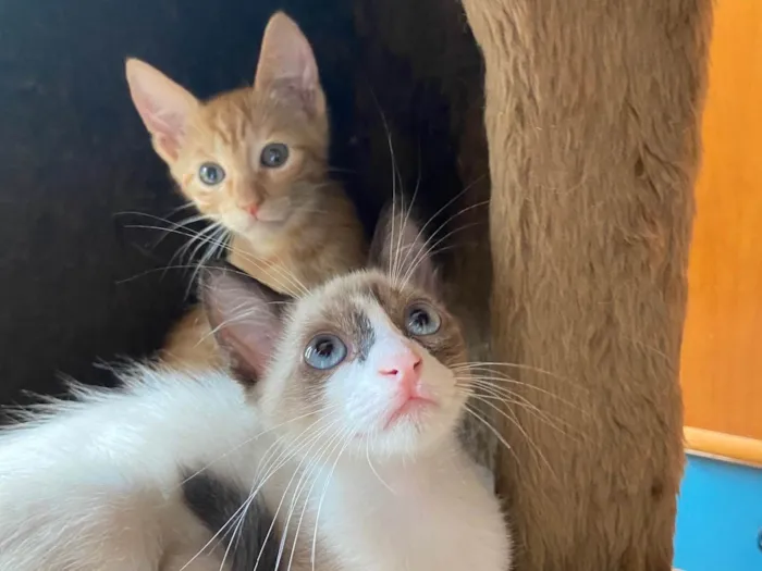 Gato ra a  idade 2 a 6 meses nome Chico e Bento