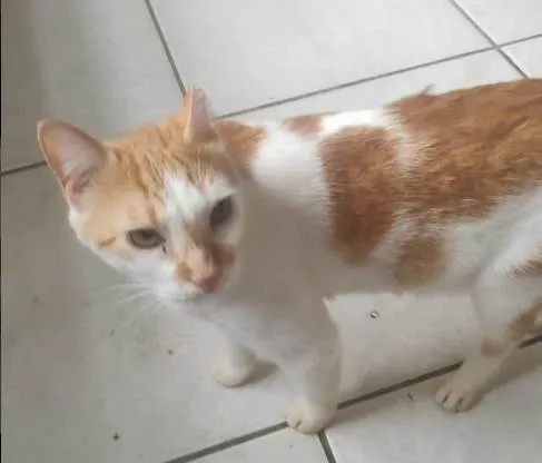 Gato ra a SRD-ViraLata idade 2 anos nome max