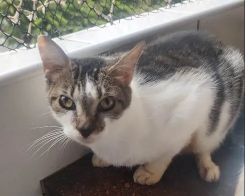 Gato ra a SRD-ViraLata idade 2 anos nome Alastor