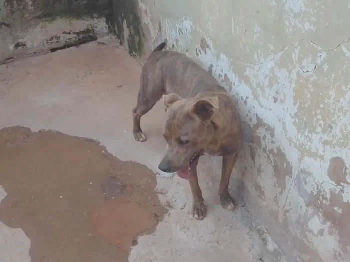 Cachorro ra a Vira-lata misturado com Pitbull idade 1 ano nome Revoada