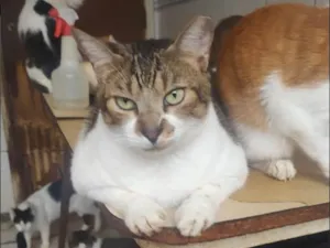Gato raça SRD-ViraLata idade 4 anos nome conan