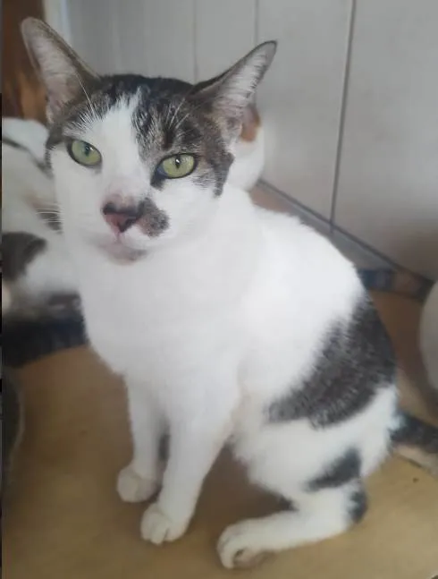 Gato ra a SRD-ViraLata idade 5 anos nome Rambo