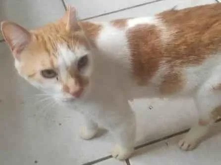 Gato ra a SRD-ViraLata idade 2 anos nome max