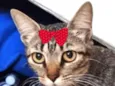 Bia 