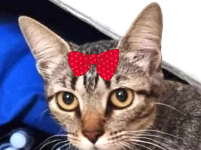 Gato ra a Mestica  idade 7 a 11 meses nome Bia 
