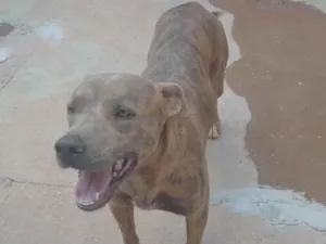 Cachorro raça Vira-lata misturado com Pitbull idade 1 ano nome Revoada
