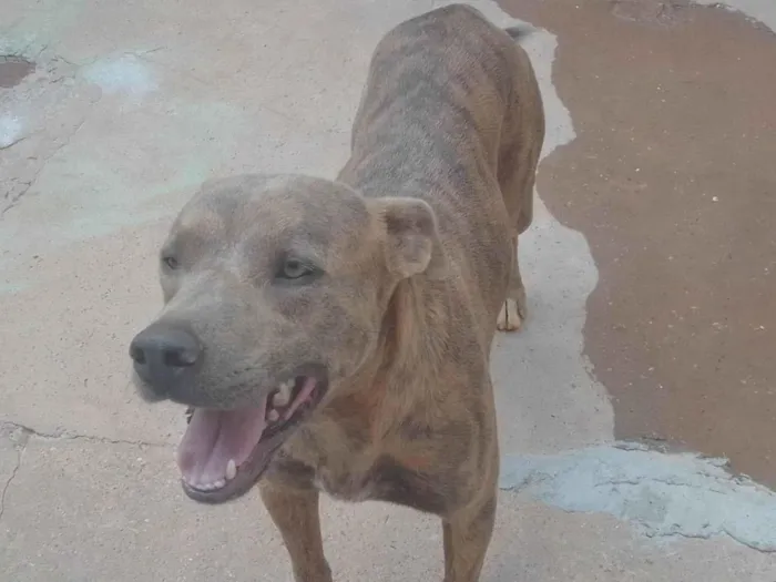 Cachorro ra a Vira-lata misturado com Pitbull idade 1 ano nome Revoada