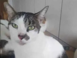 Gato raça SRD-ViraLata idade 5 anos nome Rambo