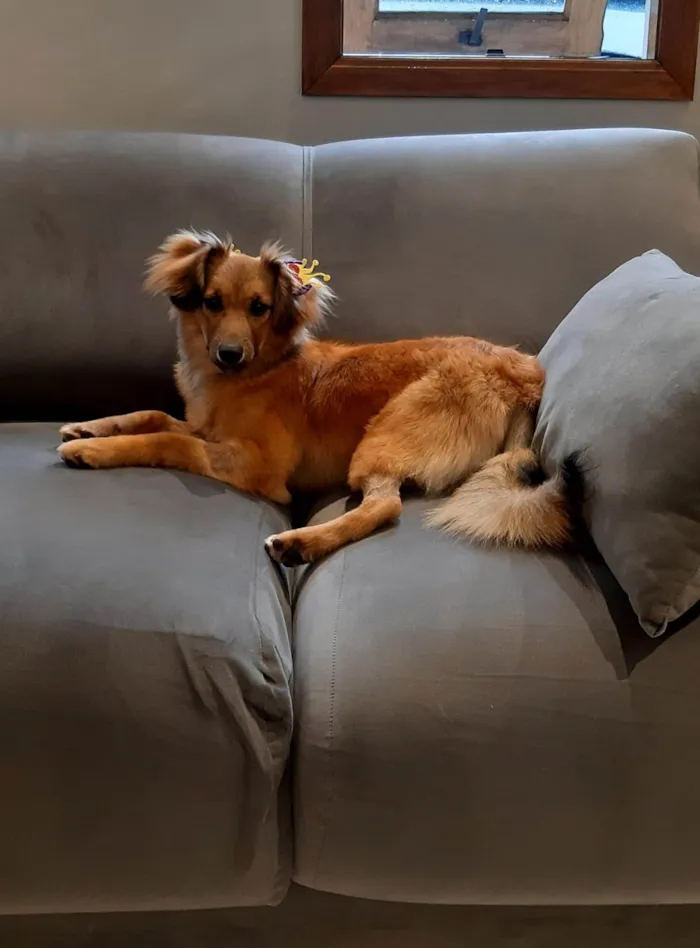 Cachorro raça Srd idade  nome Sorte