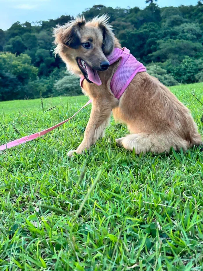 Cachorro raça Srd idade  nome Sorte