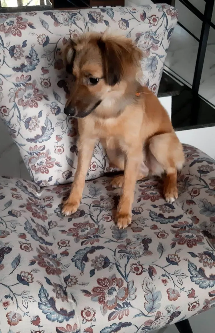 Cachorro raça Srd idade  nome Sorte