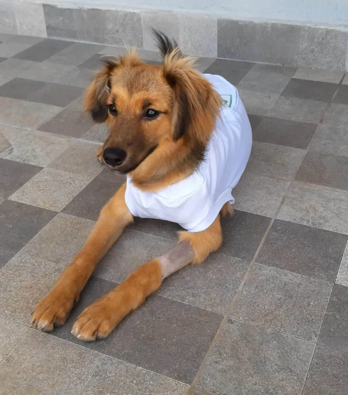 Cachorro raça Srd idade  nome Sorte
