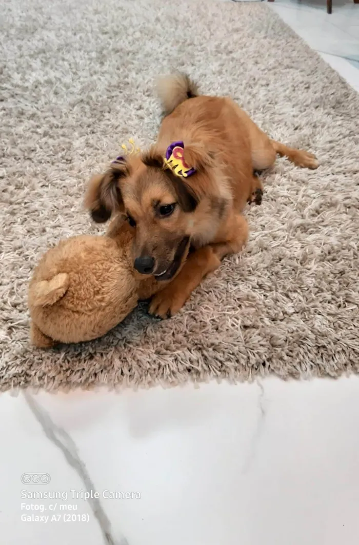 Cachorro ra a SRD-ViraLata idade 7 a 11 meses nome Sorte