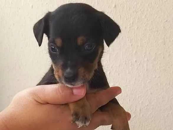 Cachorro ra a SRD-ViraLata idade Abaixo de 2 meses nome Jack