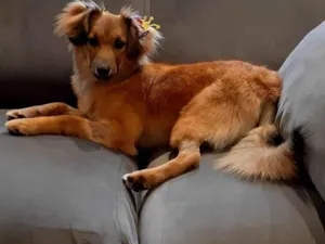 Cachorro raça SRD-ViraLata idade 7 a 11 meses nome Sorte