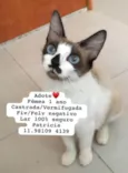 Gatinhos Alexandra 