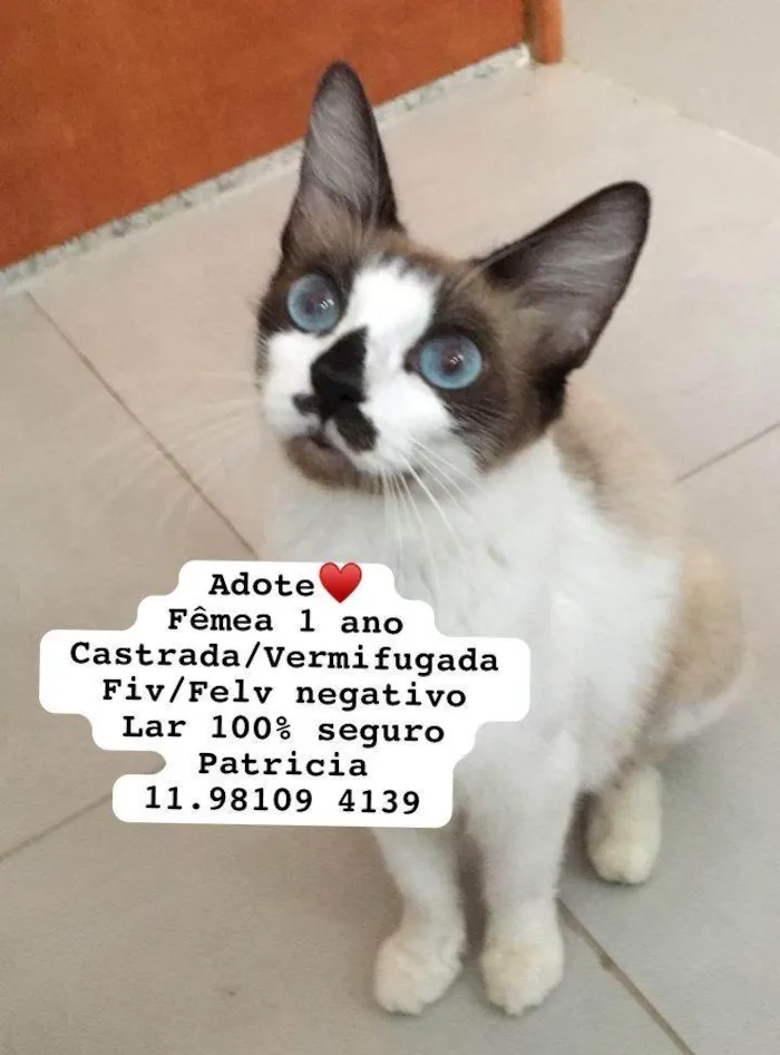 Gato ra a  idade 2 a 6 meses nome Gatinhos Alexandra 