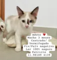 Gatinhos Alexandra 