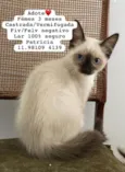 Gatinhos Alexandra 