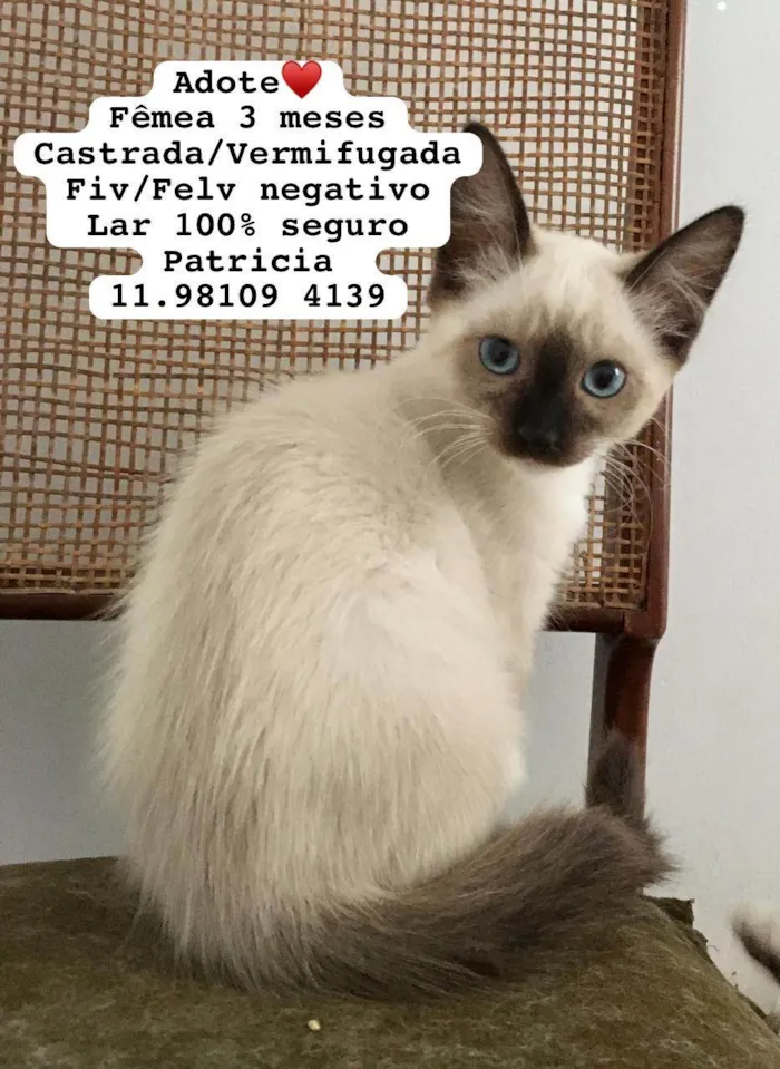 Gato ra a  idade 2 a 6 meses nome Gatinhos Alexandra 