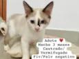 Gatinhos Alexandra 