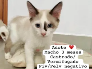 Gato raça  idade 2 a 6 meses nome Gatinhos Alexandra 