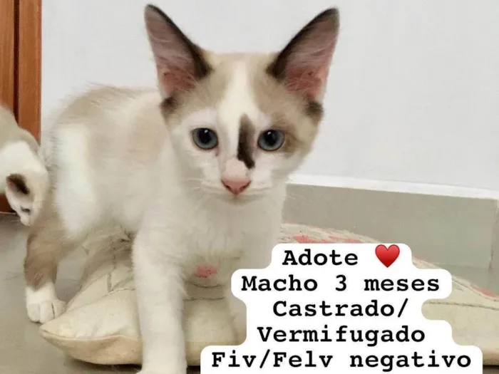 Gato ra a  idade 2 a 6 meses nome Gatinhos Alexandra 