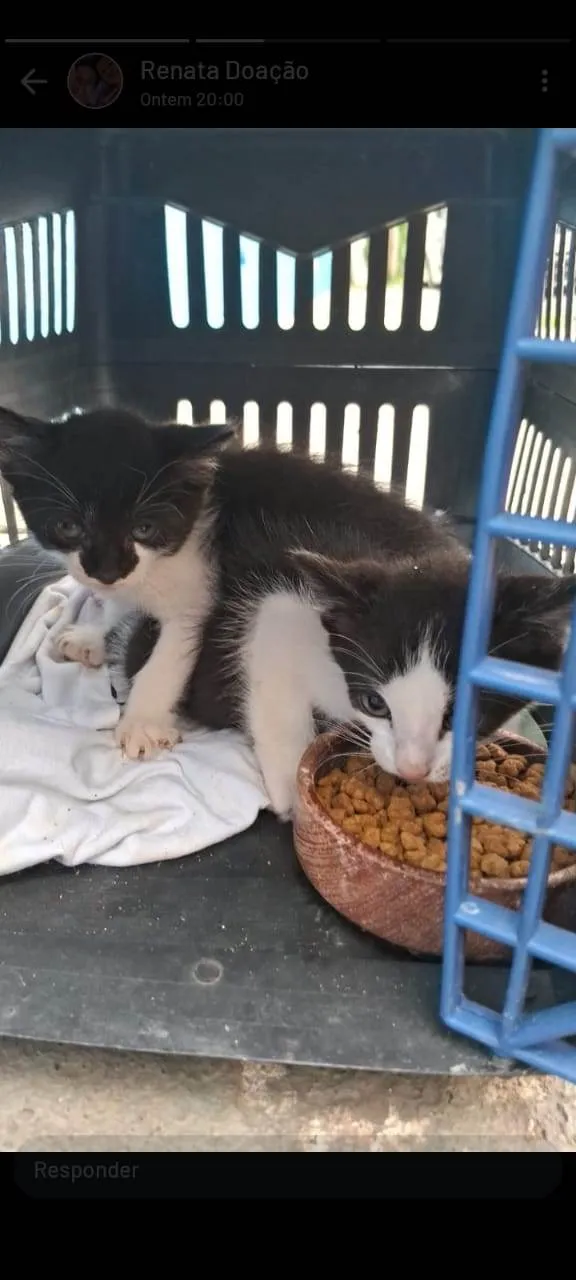 Gato ra a SRD-ViraLata idade 2 a 6 meses nome Frajolas