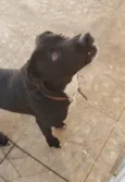 Menino