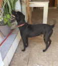 Menino