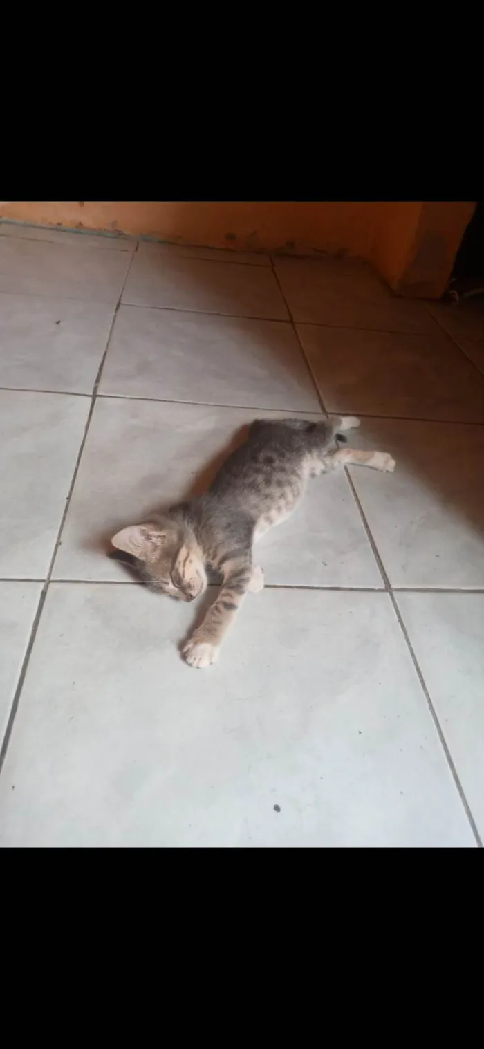 Gato ra a Gatinho idade Abaixo de 2 meses nome Miu e Lim
