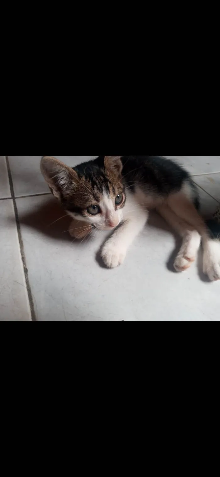 Gato ra a Gatinho idade Abaixo de 2 meses nome Miu e Lim