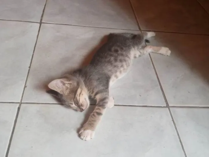 Gato ra a Gatinho idade Abaixo de 2 meses nome Miu e Lim