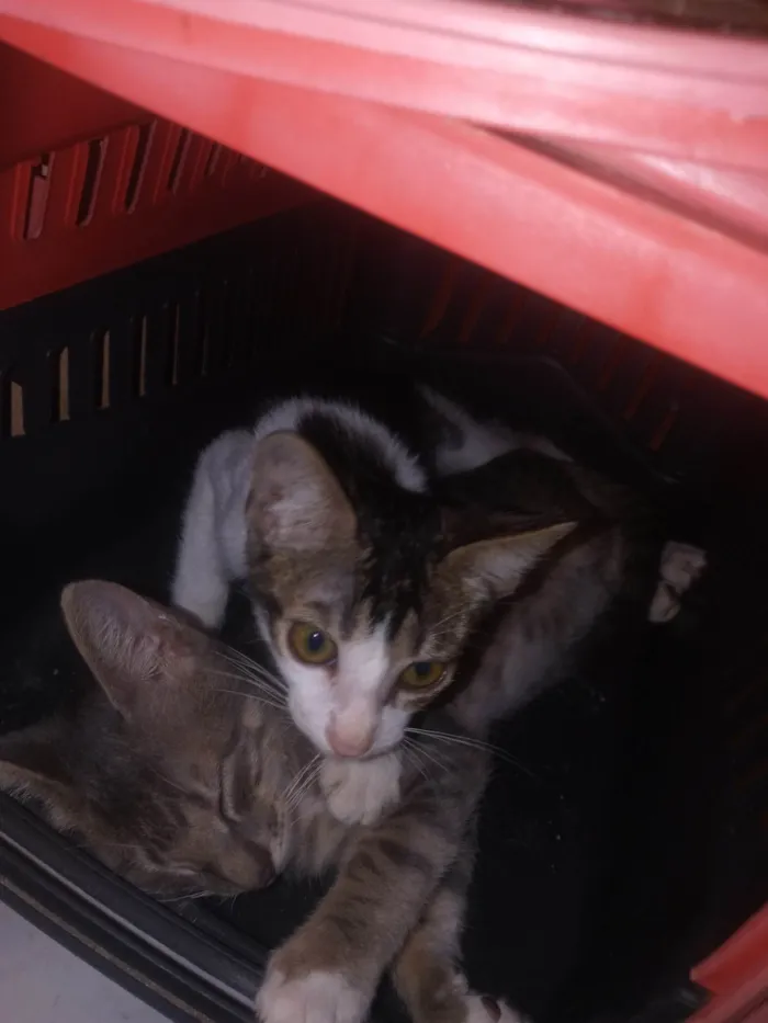 Gato ra a Gatinho idade Abaixo de 2 meses nome Miu e Lim