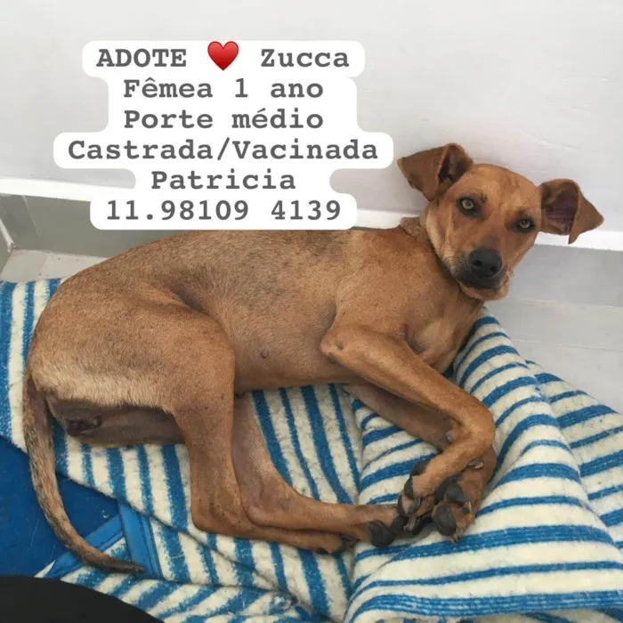 Cachorro ra a  idade 1 ano nome Zucca