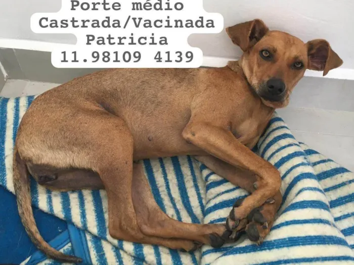 Cachorro ra a  idade 1 ano nome Zucca