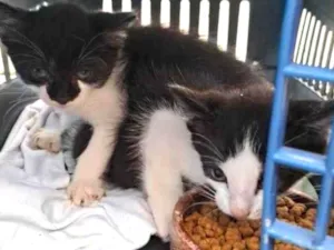 Gato raça SRD-ViraLata idade 2 a 6 meses nome Frajolas