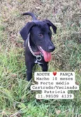 Pança ou Batata