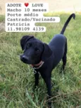 Pança ou Batata
